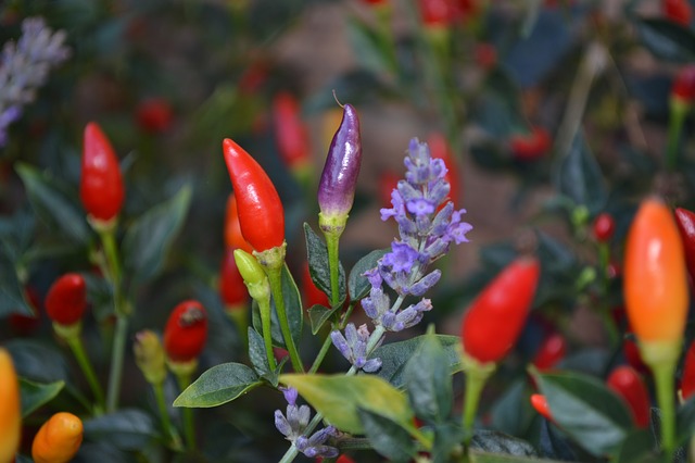 Companion Planting Chillies with flowers